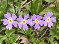 Primula mistassinica