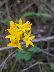 Triteleia crocea