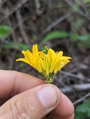 Triteleia crocea