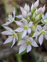 Allium membranaceum
