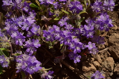 Phacelia humilis