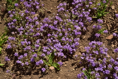 Phacelia humilis