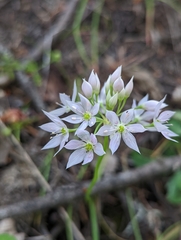 Allium membranaceum