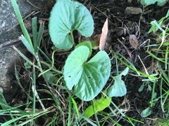 Viola sororia
