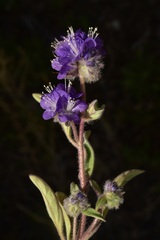 Phacelia humilis