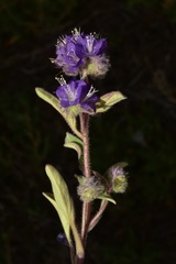 Phacelia humilis