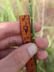 Elymus stebbinsii