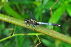 Erythrodiplax basalis