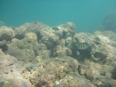 Abudefduf abdominalis