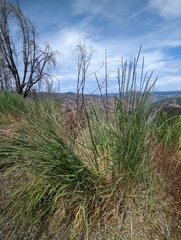 Elymus stebbinsii