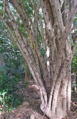 Parmentiera cereifera