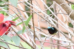 Aethopyga christinae