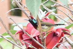 Aethopyga christinae