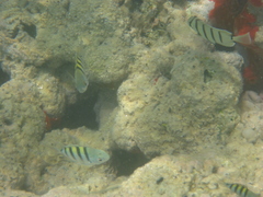 Abudefduf abdominalis