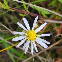 Symphyotrichum hallii