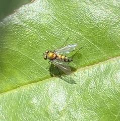 Condylostylus longicornis