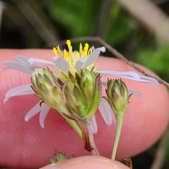 Symphyotrichum hallii