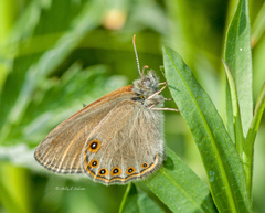 Coenonympha haydenii