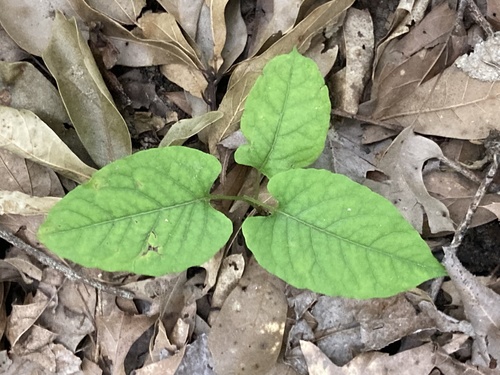 American buckwheat vine (Brunnichia ovata)