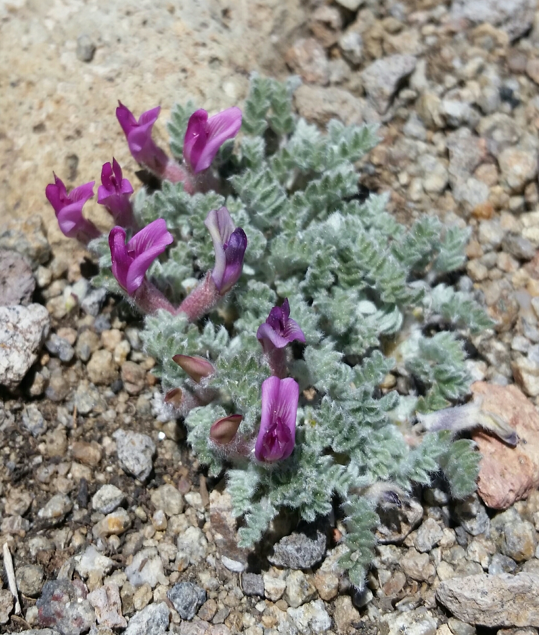 Astragalus purshii var. tinctus