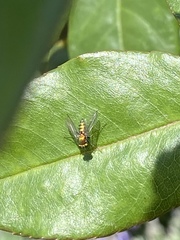 Condylostylus longicornis