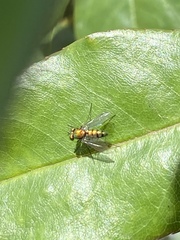 Condylostylus longicornis