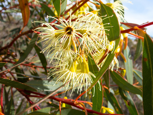 Eucalyptus sporadica Brooker & Hopper