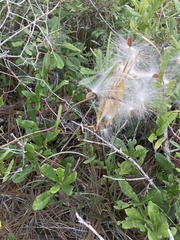 Asclepias michauxii