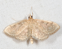 Anania quebecensis
