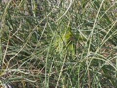 Spinifex longifolius