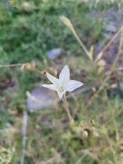 Nicotiana repanda