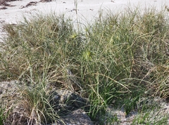 Spinifex longifolius