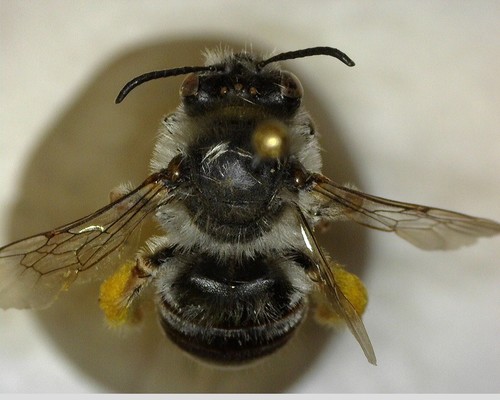 iNaturalist observation photo of Apine Bees