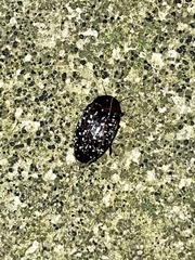 Chelonarium lecontei