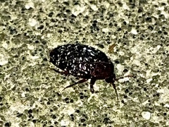 Chelonarium lecontei