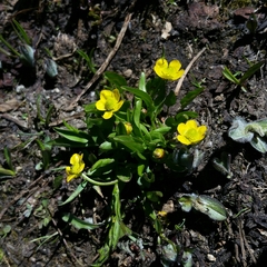 Ranunculus alismifolius alismifolius