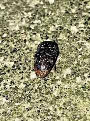 Chelonarium lecontei
