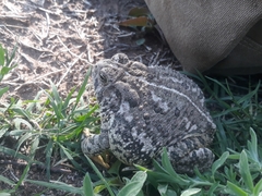Anaxyrus woodhousii