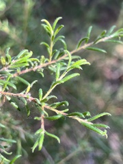 Persoonia hirsuta