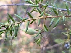 Persoonia hirsuta