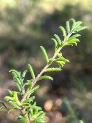 Persoonia hirsuta