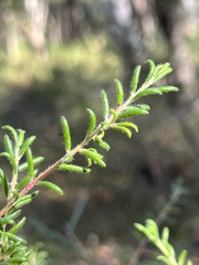 Persoonia hirsuta
