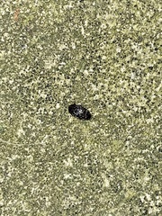 Chelonarium lecontei