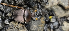 Paragymnopleurus sinuatus