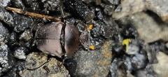 Paragymnopleurus sinuatus