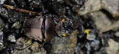 Paragymnopleurus sinuatus