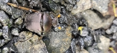 Paragymnopleurus sinuatus