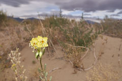 Chylismia claviformis lancifolia