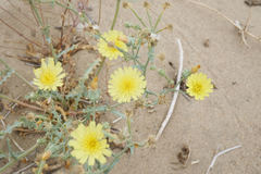 Malacothrix sonchoides