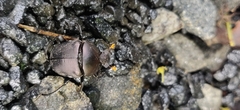 Paragymnopleurus sinuatus